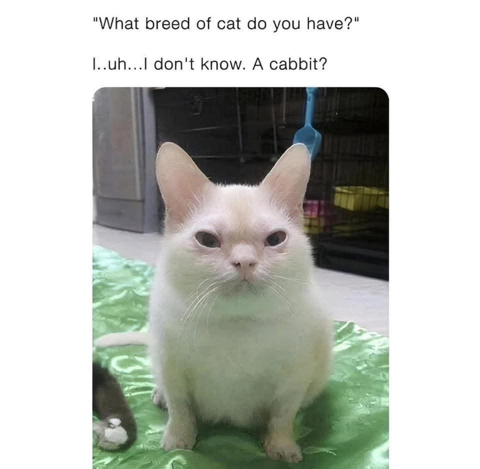 20 Memes to Feed Your Brain While You Rot Peacefully on a Sunday 19 What breed cat do you have