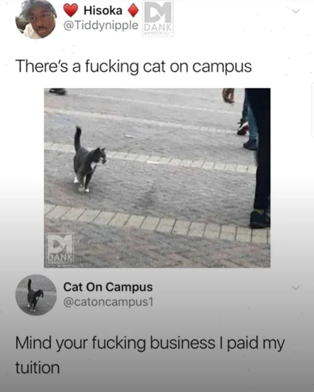 20 Dank Funny Memes You’ll Scroll Through Twice and Still Giggle Like a Goblin 7 cat on campus