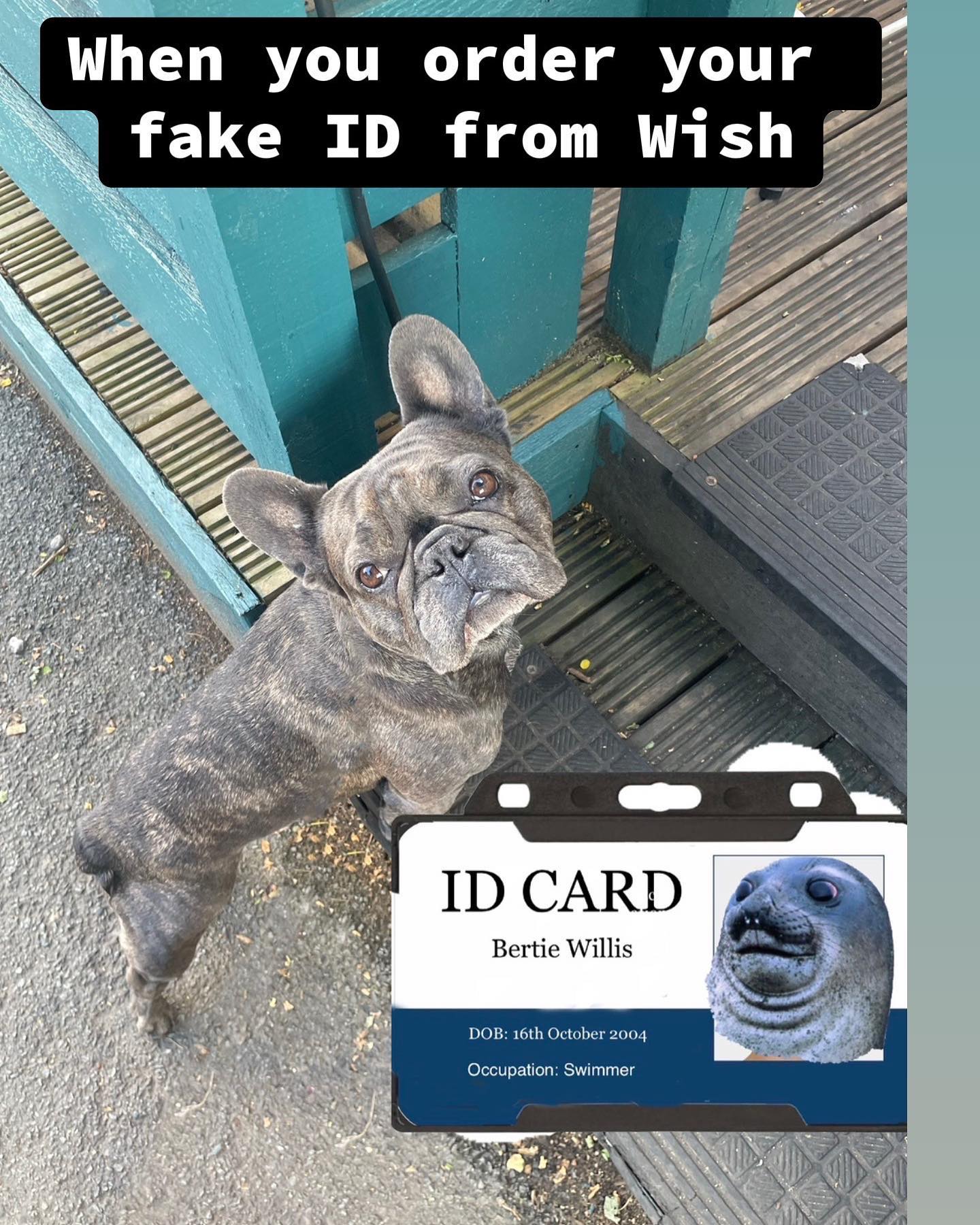 40 "When You Order From Wish Memes" That Will Make You Wish You Never Ordered From Wish 38 fake if from wish