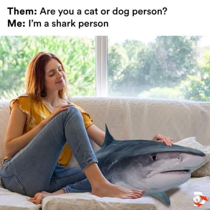 30 Memes That’ll Have You Laughing Before You Even Know Why 31 shark person