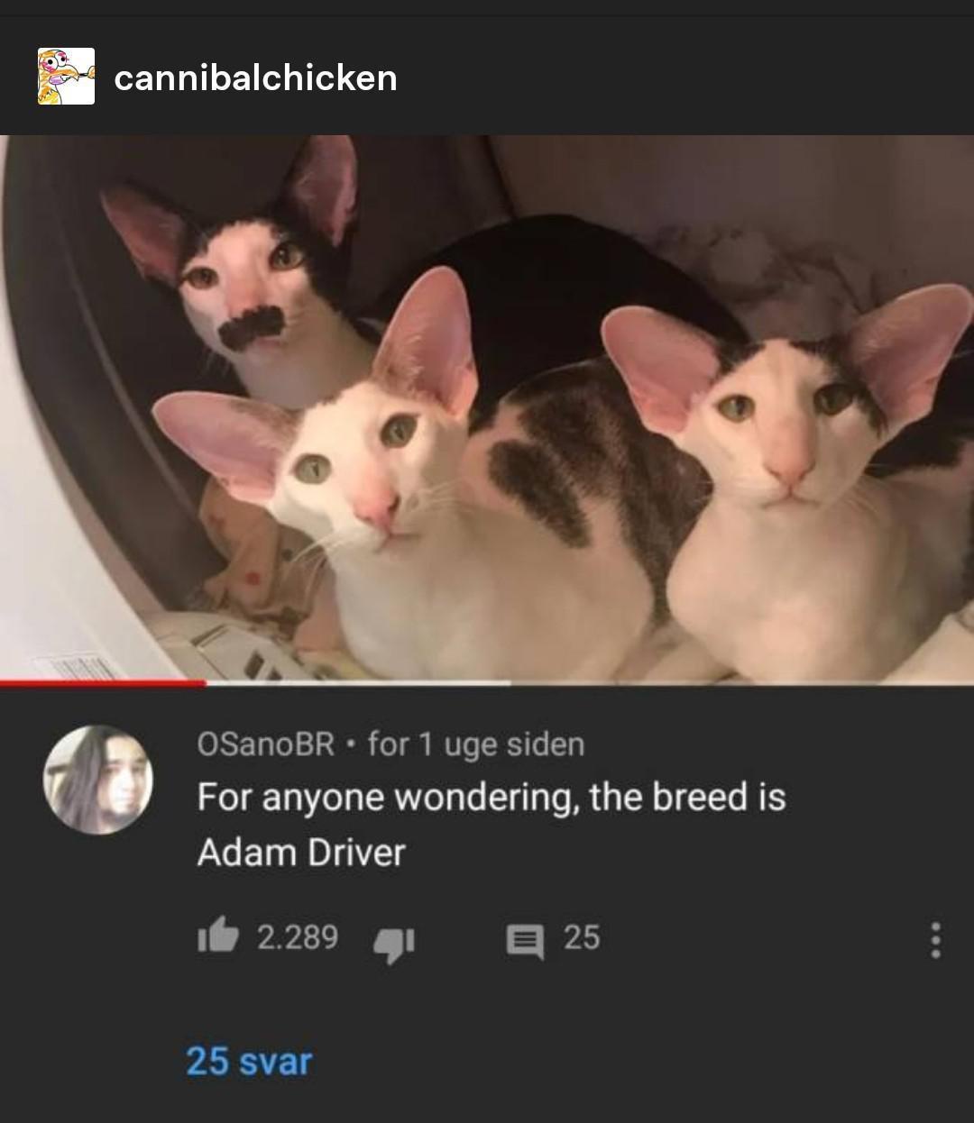 20 Animal Memes That Heard You Were Having a Ruff Day 15 the breed is adam driver