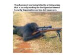 25 Chimpanzee Memes to Celebrate World Chimpanzee Day - FG.jpeg