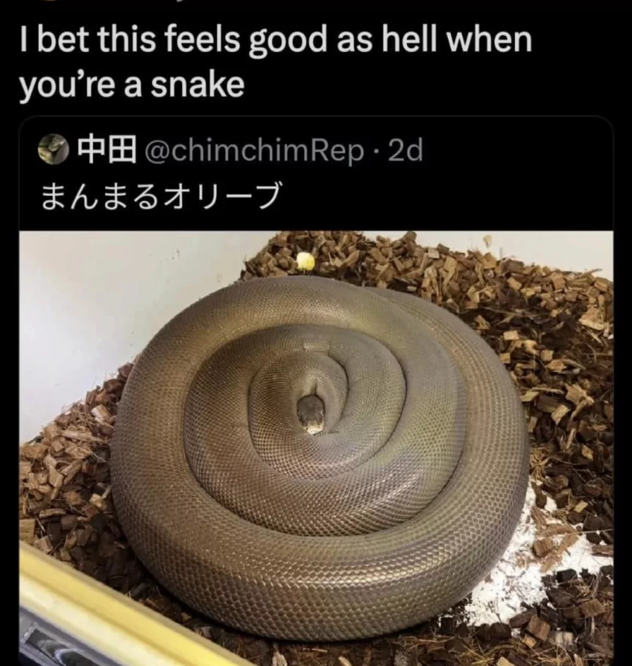 30 Snake Memes That Will Make You Sssmile on World Snake Day! 27 Bet this feels good