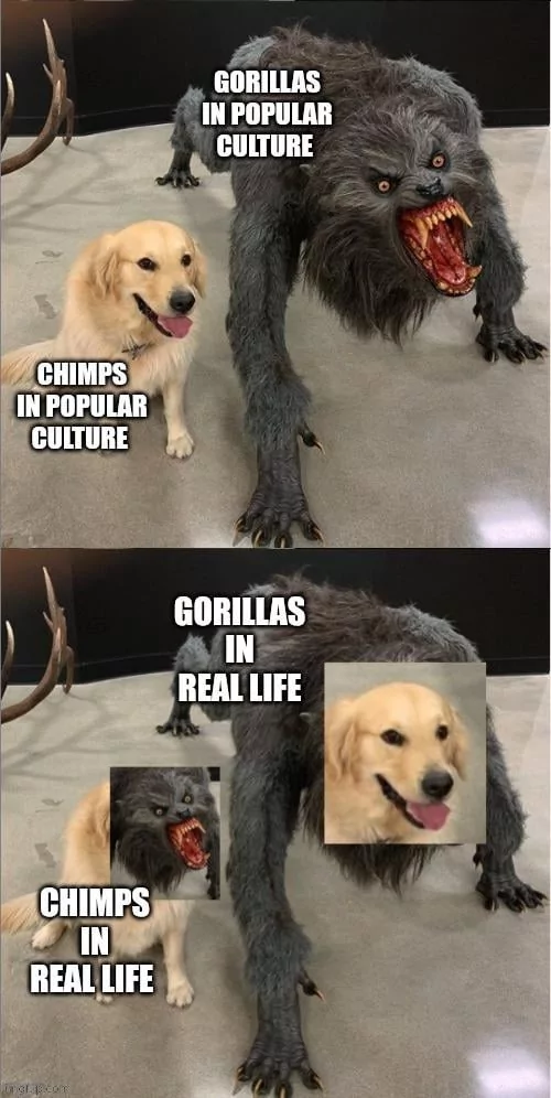 30 Chimpanzee Memes to Celebrate World Chimpanzee Day 28 Chimps in popular culture