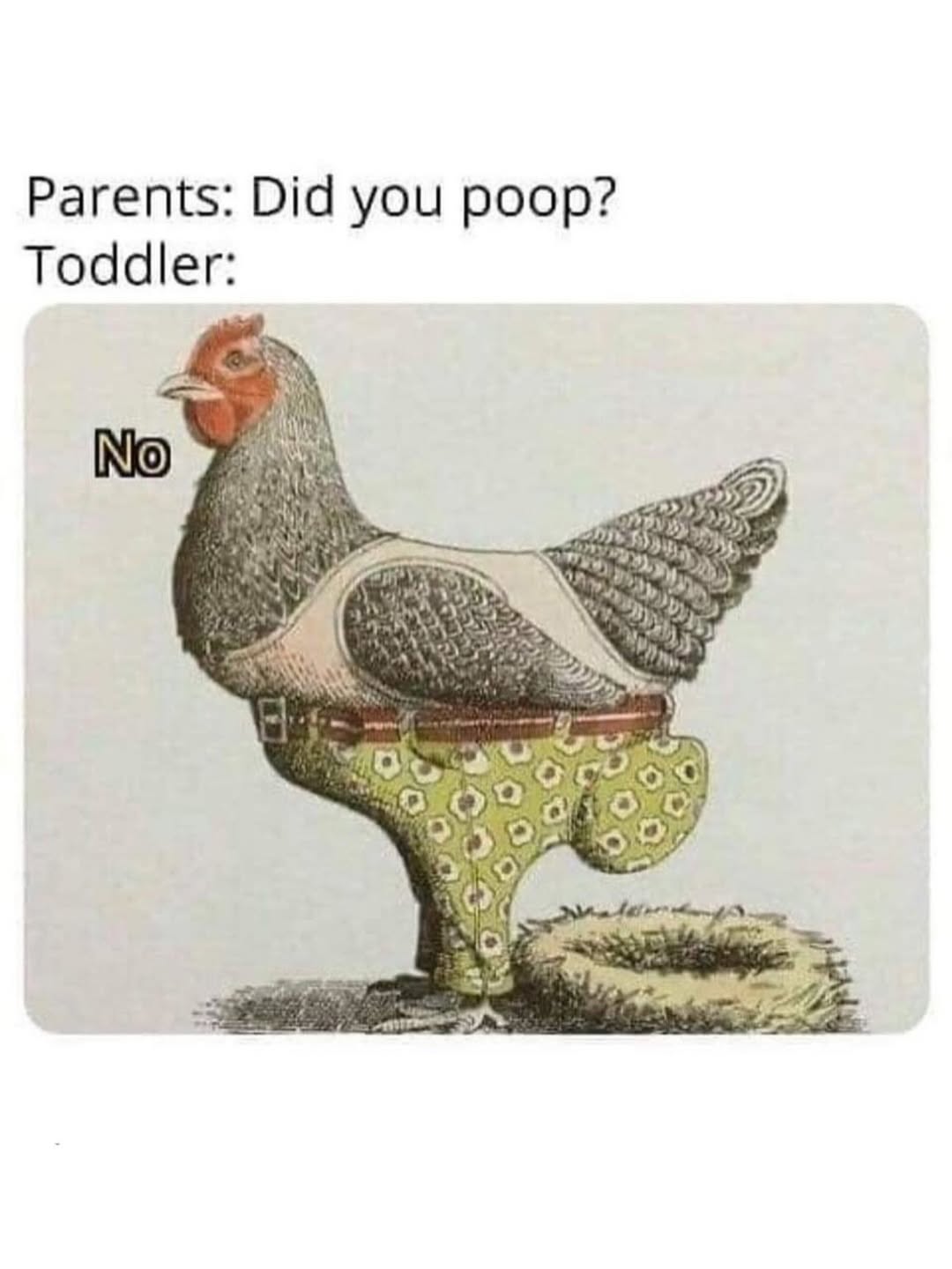 25 Dramatic Animal Memes Giving Main Character Energy 24 Did you poop 2