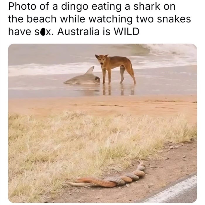 30 Bizarre "Meanwhile In Australia Memes" 29 Eating a shark