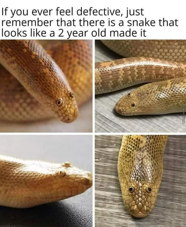 30 Snake Memes That Will Make You Sssmile on World Snake Day! 29 Ever feel defective