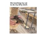 Me taching my cat - Random Memes That’ll Leave You Laughing, Confused, and Mildly Concerned - FG