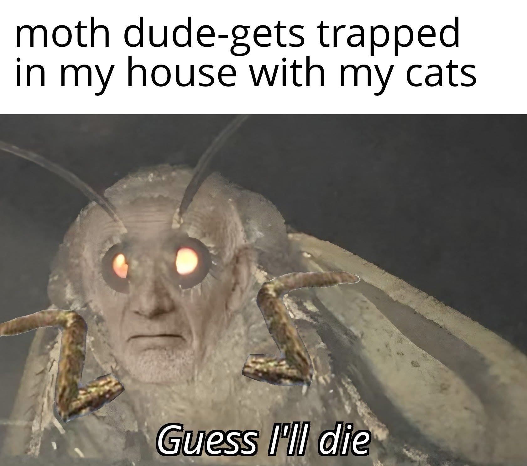 21 Memes That Are Both the Angel and the Devil on Your Shoulder 14 Moth dude gets trapped