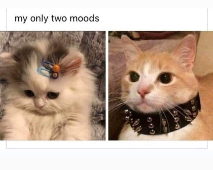 25 Chaotic Memes That Make Zero Sense but Infinite Laughter 24 My only 2 moods