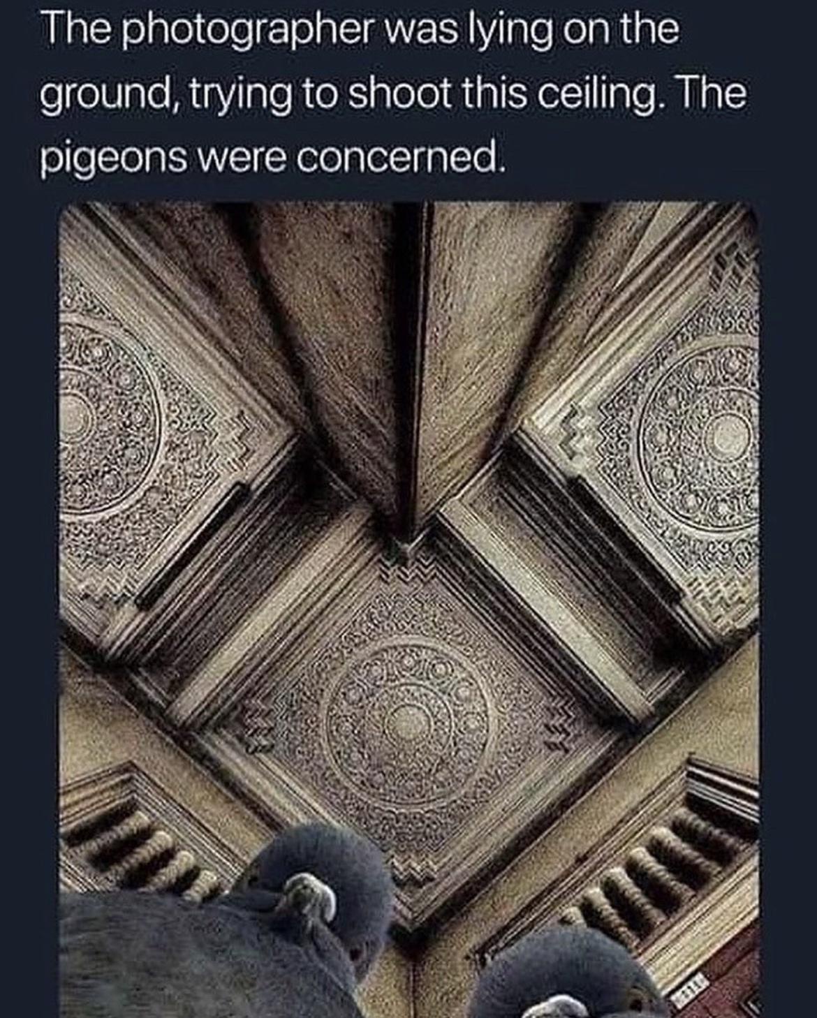 Piegons were concerned