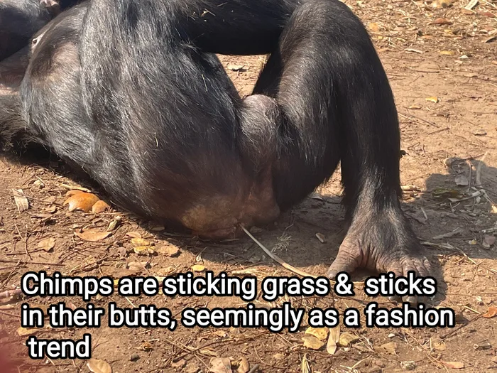 30 Chimpanzee Memes to Celebrate World Chimpanzee Day 32 Sticking grass