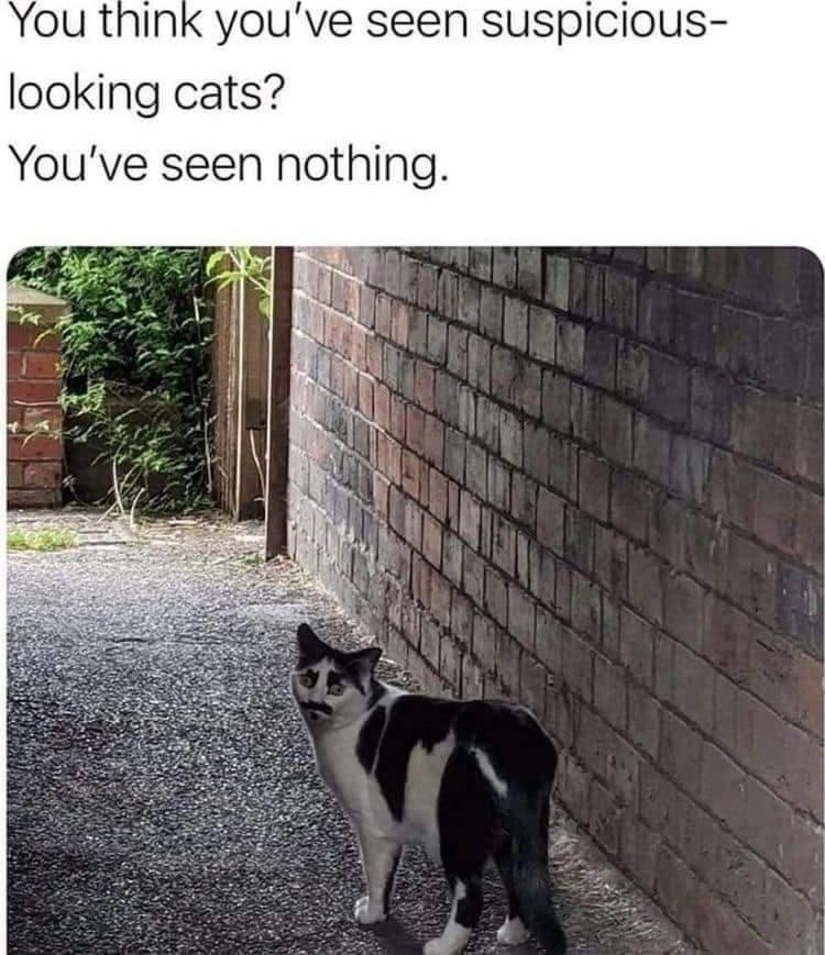 Suspicious looking cats