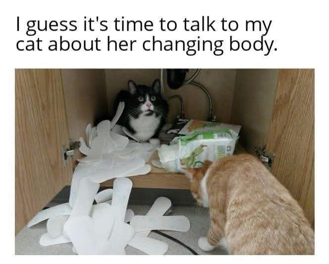 21 Memes That Are Both the Angel and the Devil on Your Shoulder 17 Talk to my cat