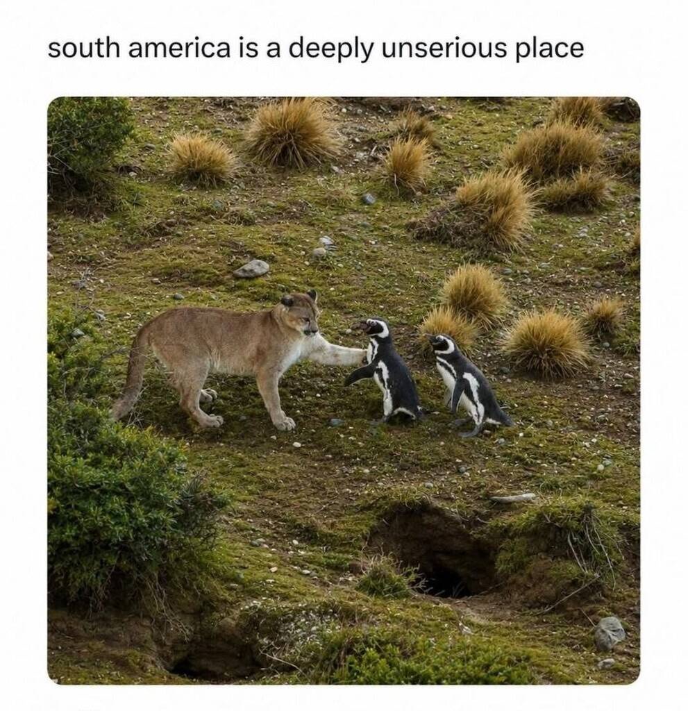 30 Memes Floating in a Sea of Nonsense 32 Unserious place