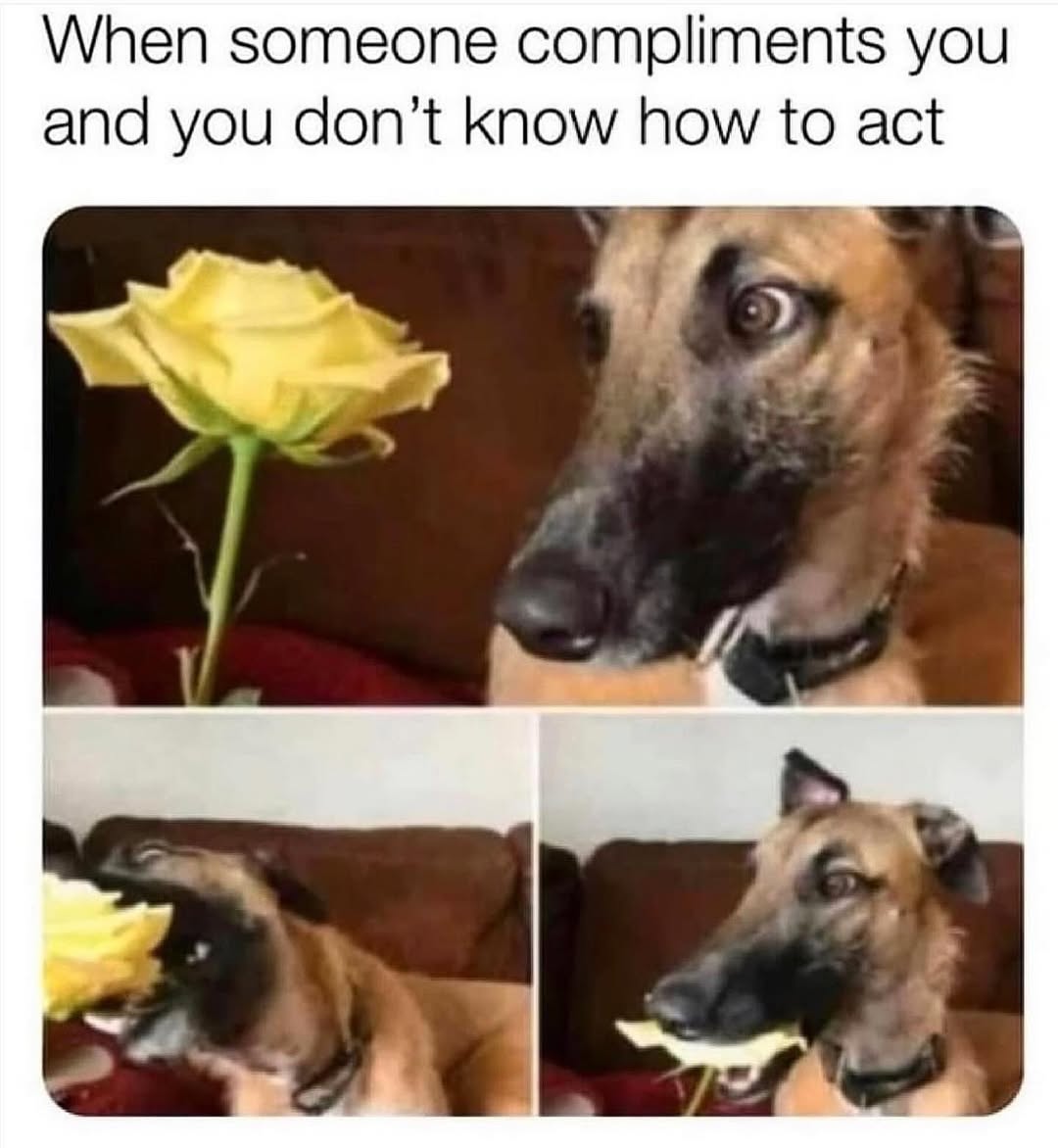 25 Dramatic Animal Memes Giving Main Character Energy 26 When someone complimentes