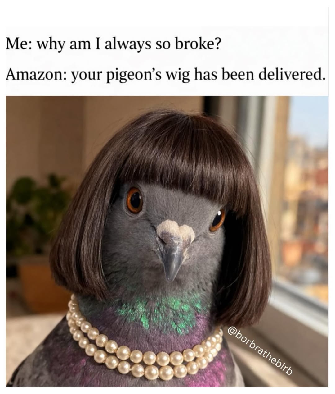 25 Dramatic Animal Memes Giving Main Character Energy 27 Why am I so broke