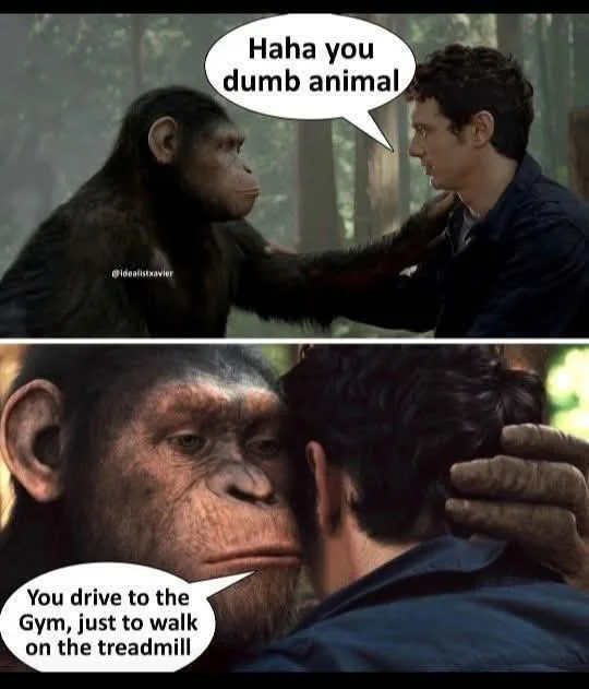 30 Chimpanzee Memes to Celebrate World Chimpanzee Day 31 haha dumb animal