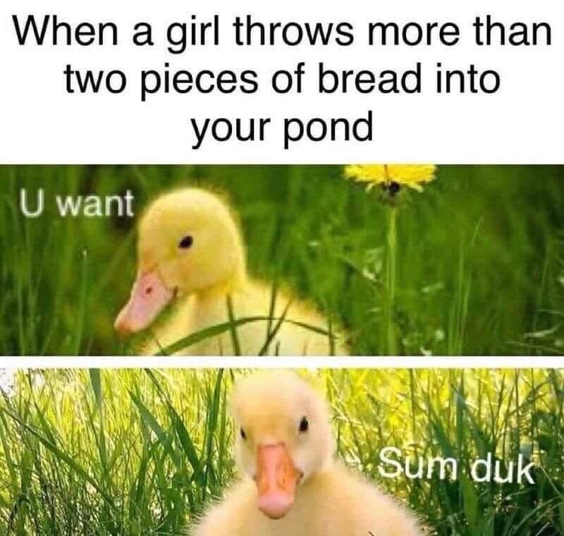 20 Memes That Look Like They Were Written Mid-Fall Down the Stairs 13 more than 2 pieced of duck