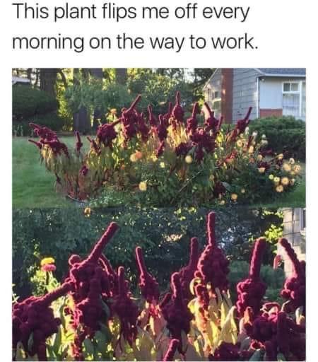 this plant flips me off