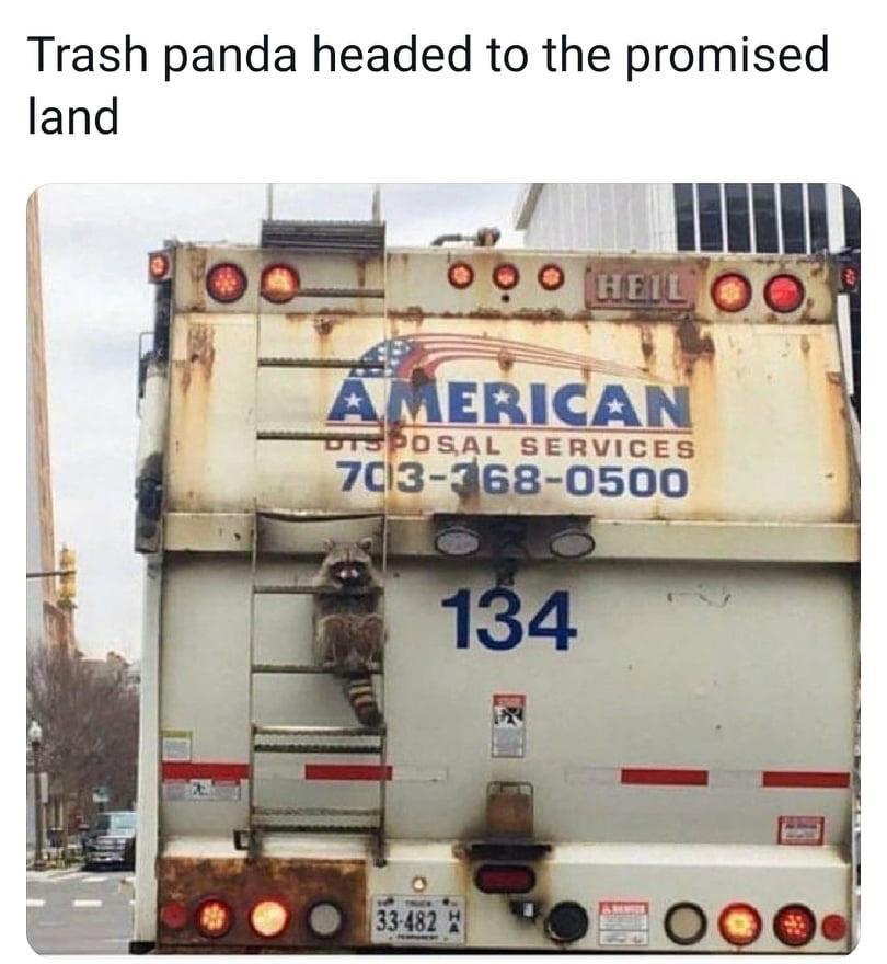 trah panda headed to promised land