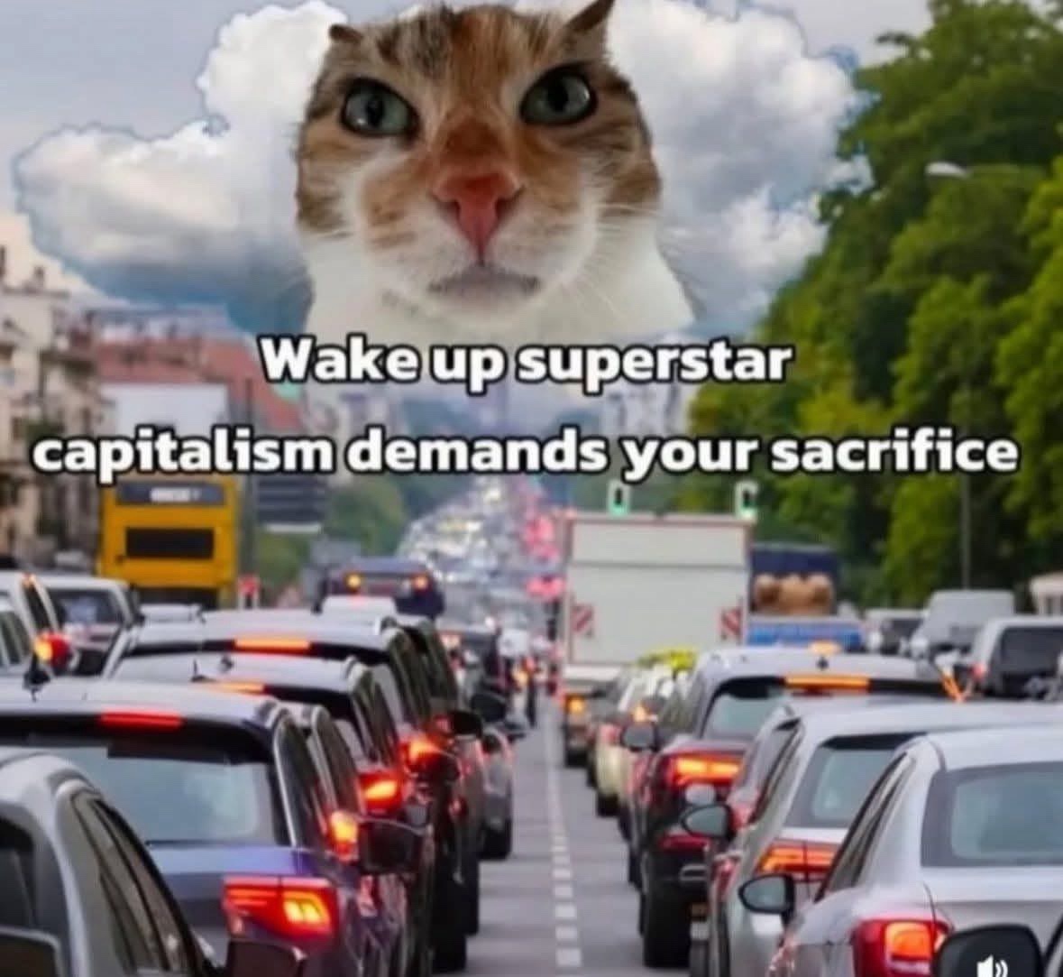 35 Funny Caturday Memes You’ll Regret Not Clicking On 37 wake up superstar