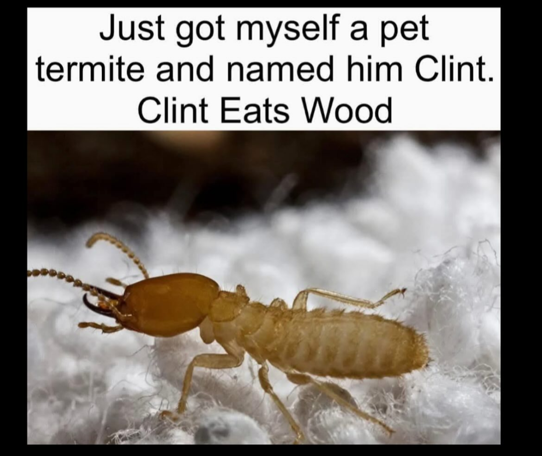 Clint eats wood