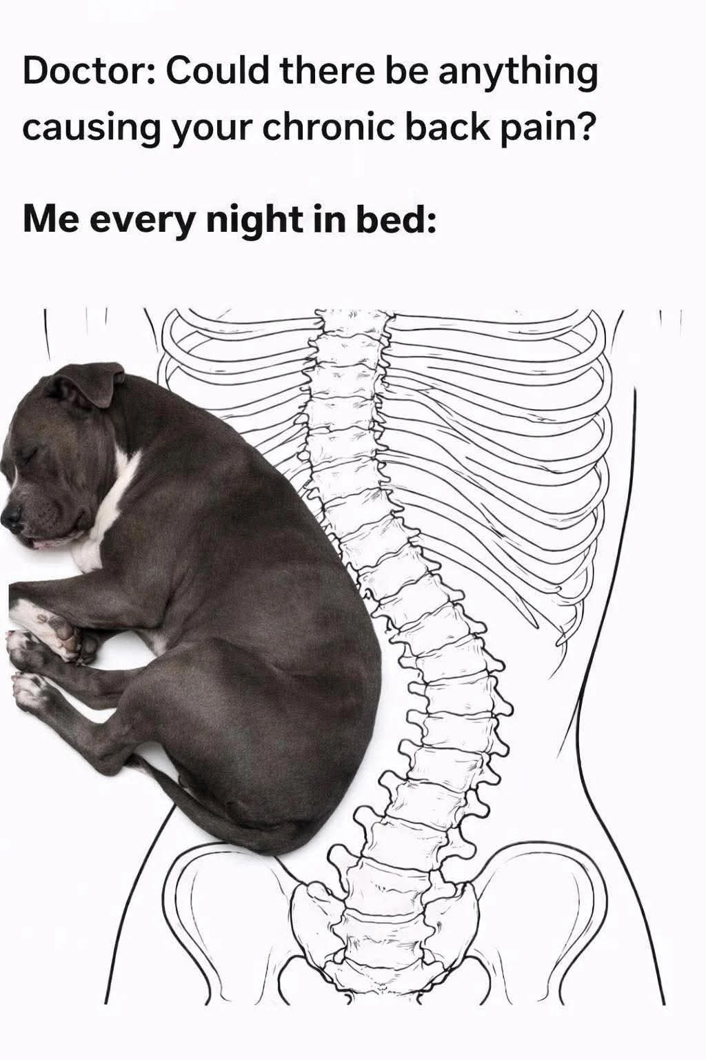 40 Funny "Dog Memes" That Will Surely Make You Smile 39 Every night in bed