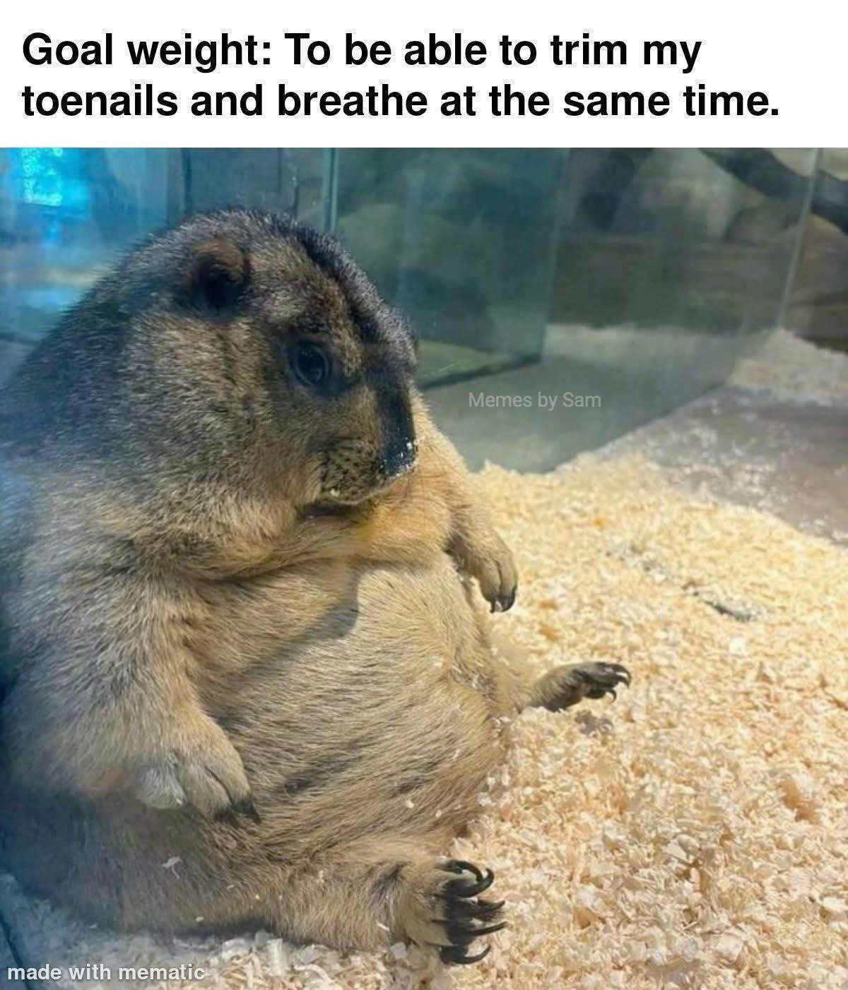 20 Memes That Only Make Sense If You Don’t Use Logic 8 Goal weight