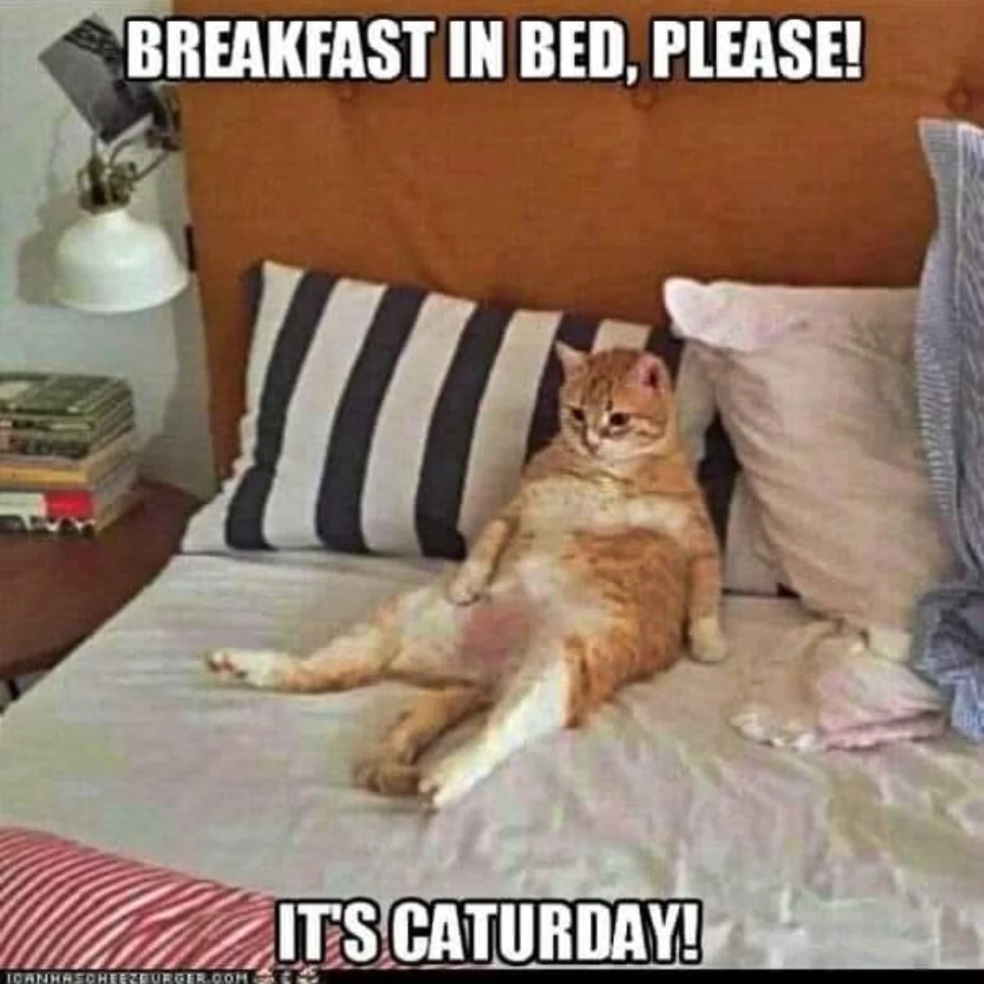30 Cat Memes That Prove Humans Are Slaves To Cats 30 Good Morning Cat People!
