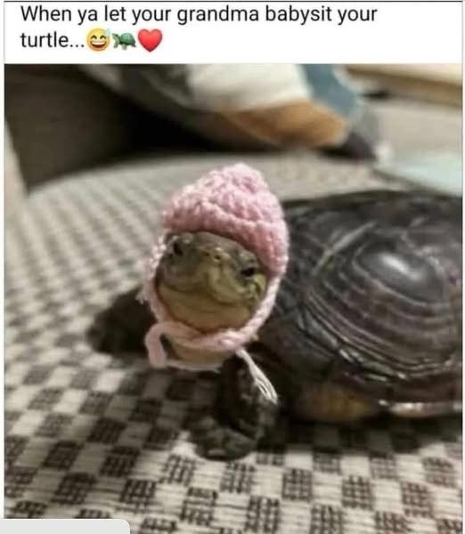 Grabndma babysit turtle