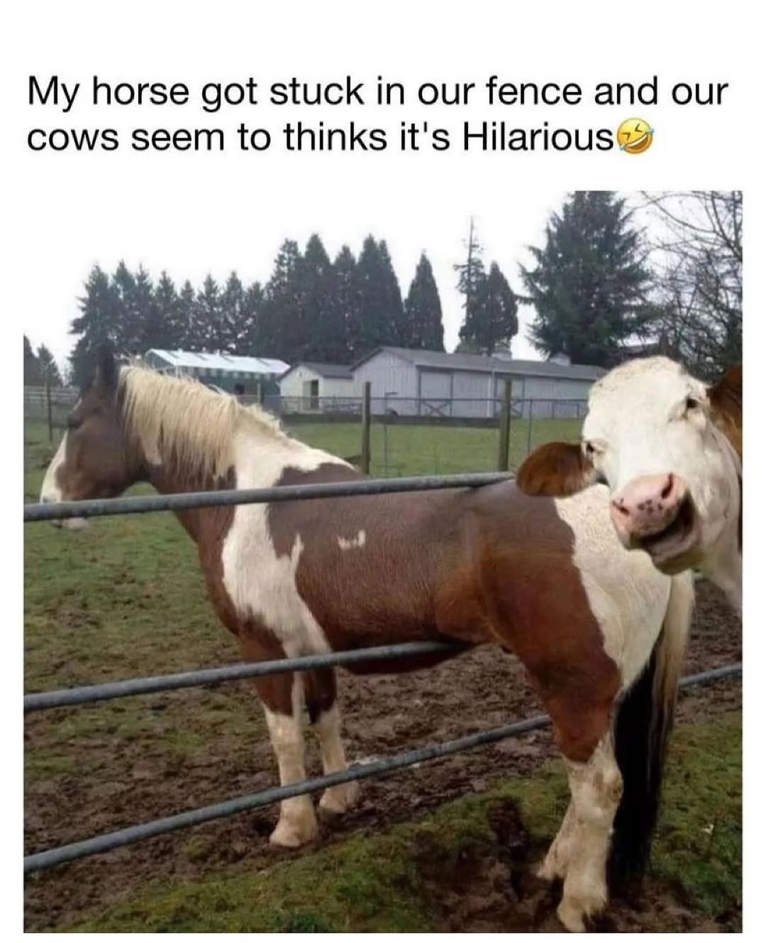 Horse got stuck in our fence