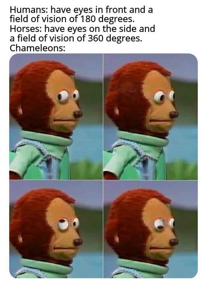 Humans have eyes in front