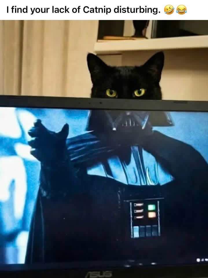 30 Cat Memes That Prove Humans Are Slaves To Cats 31 Lack of catnip