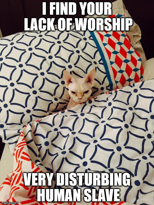 30 Cat Memes That Prove Humans Are Slaves To Cats 32 Lack of worship
