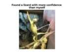 Lizard Memes to Honor World Lizard Day - FG.jpeg