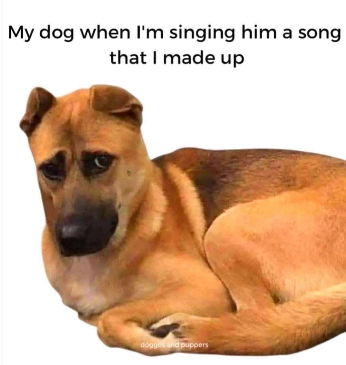 20 Memes That Only Make Sense If You Don’t Use Logic 12 My dog when im singing a song