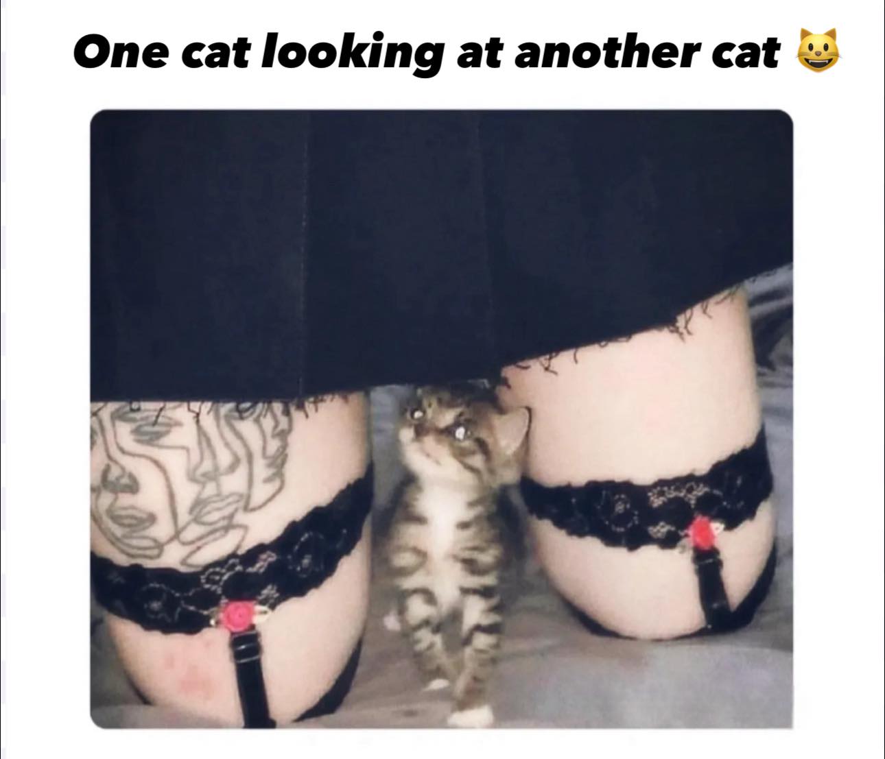 One cat lookin at another cat