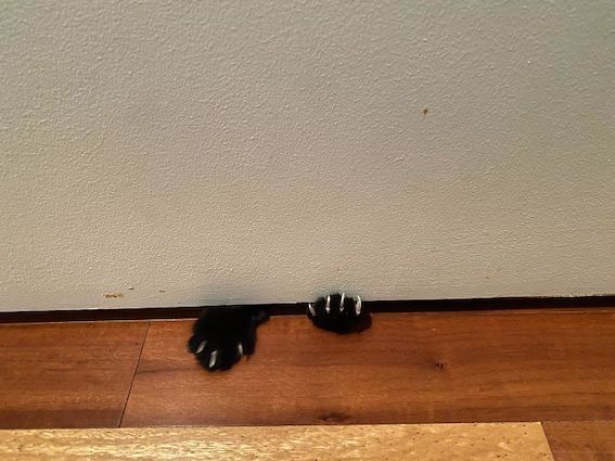 Paws from under the door
