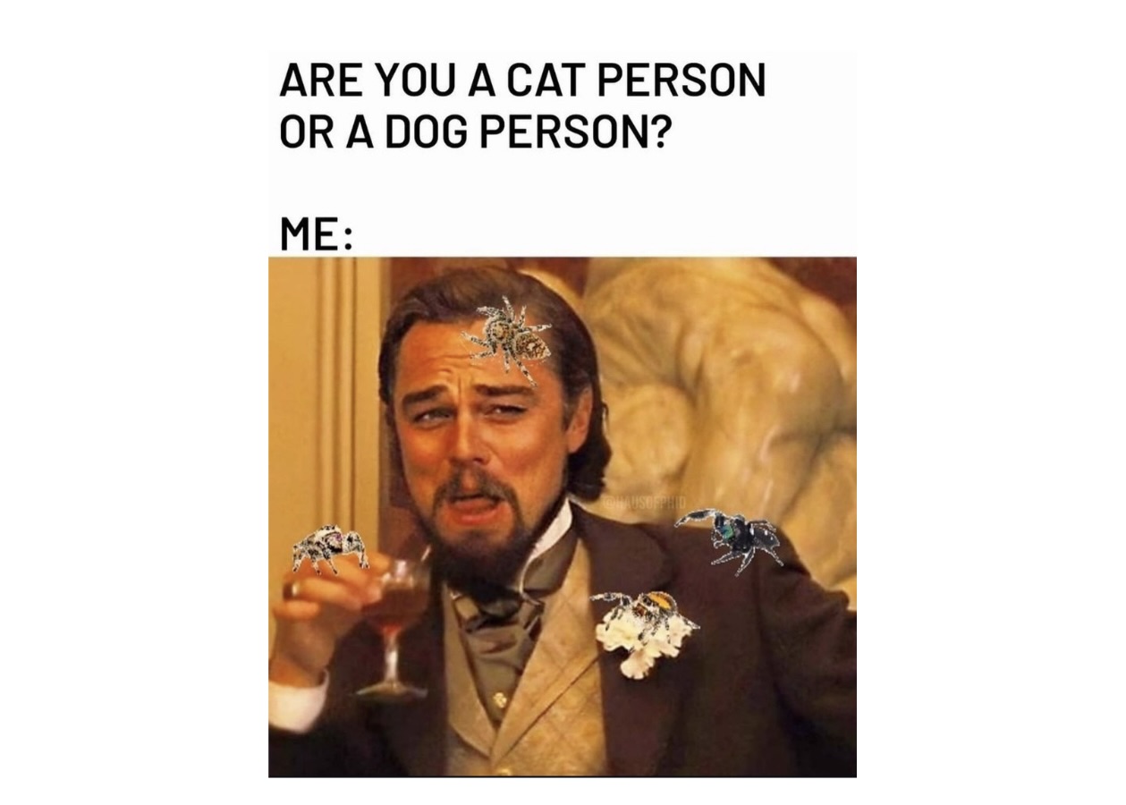 Spider memes - FG.jpeg