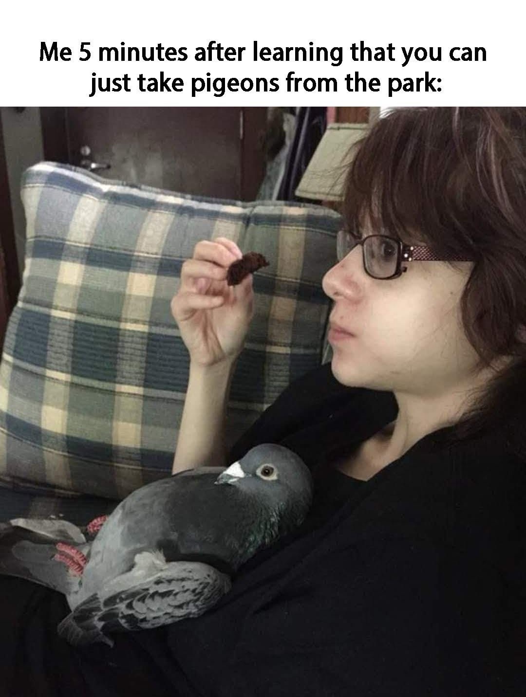 Take piegons from park