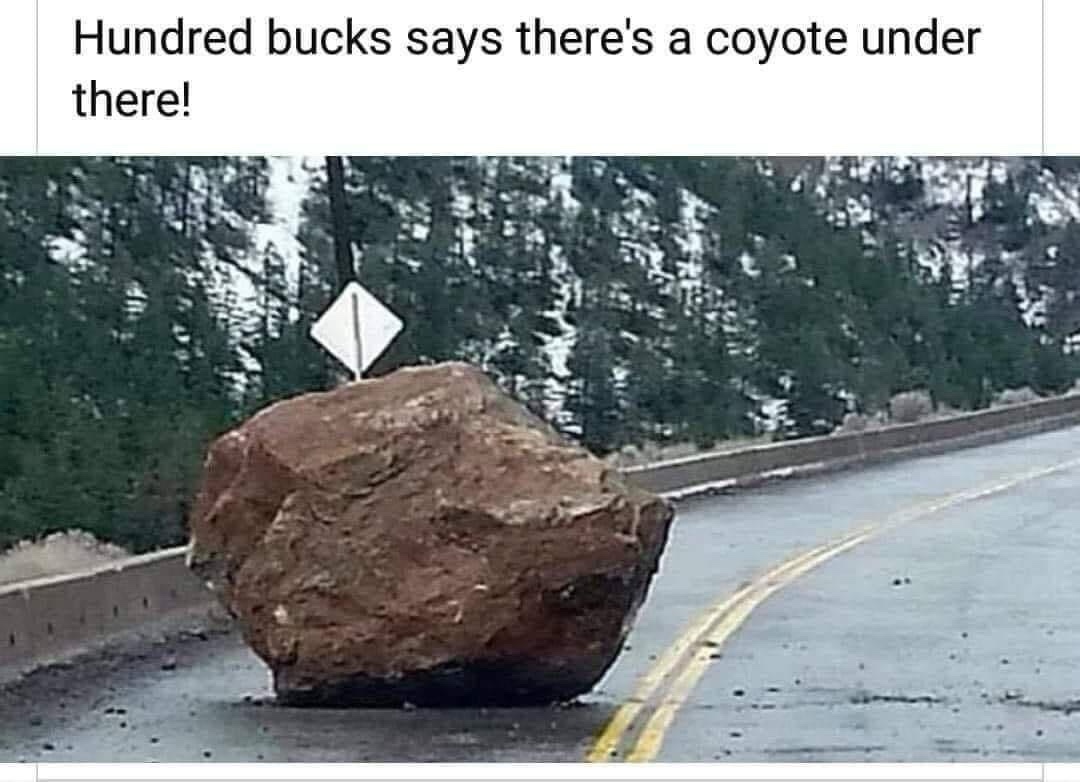 Theres a cayote under there