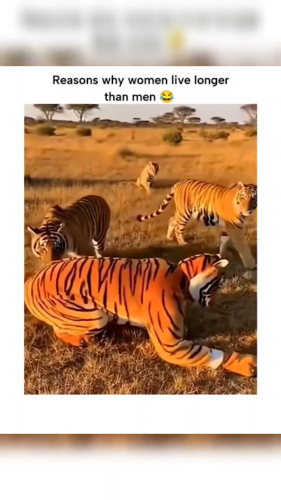 45 Epic “Why Women Live Longer Than Men Memes" 45 Tiger costume