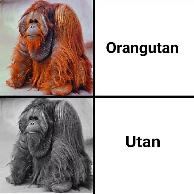 20 Orangutan Memes to Celebrate World Orangutan Day! 21 Utan