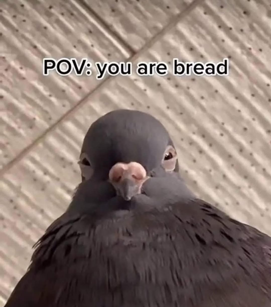 You are a bread