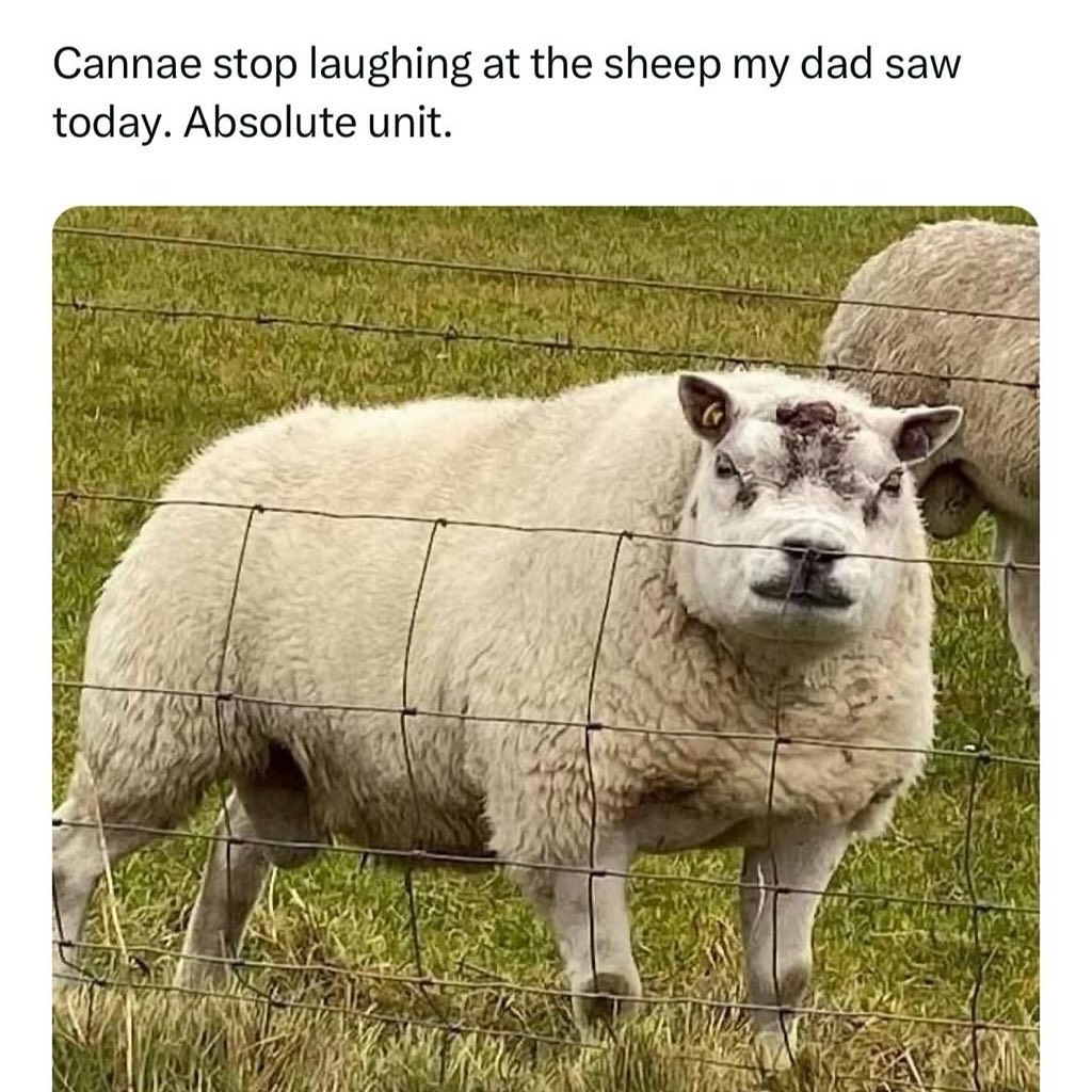 cannae stop laughing