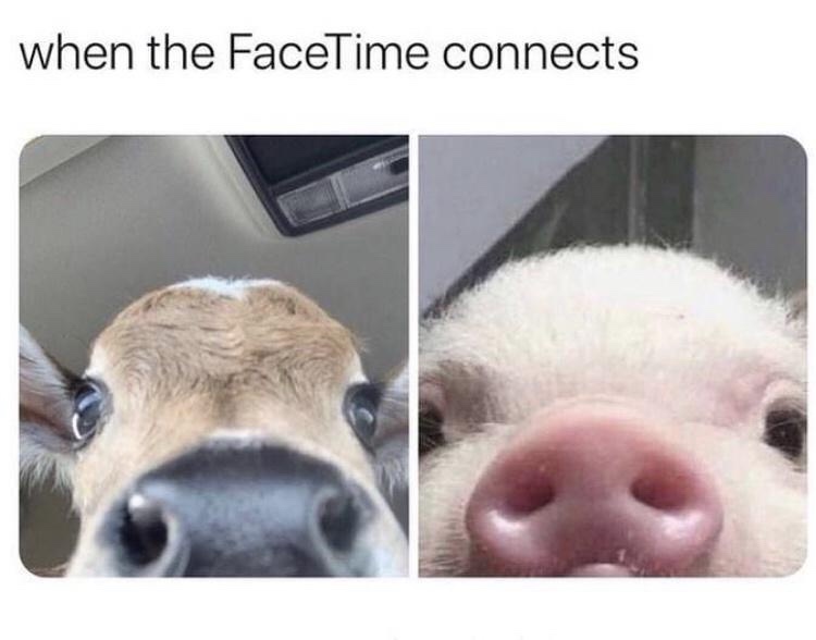 25 Memes That Got Lost on the Way to Relevance 21 facetime connects