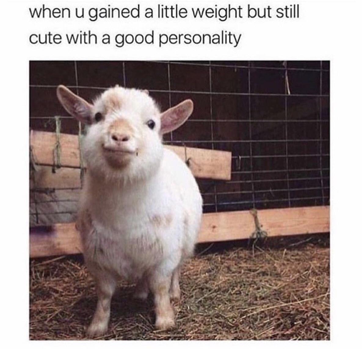 gained a little weight