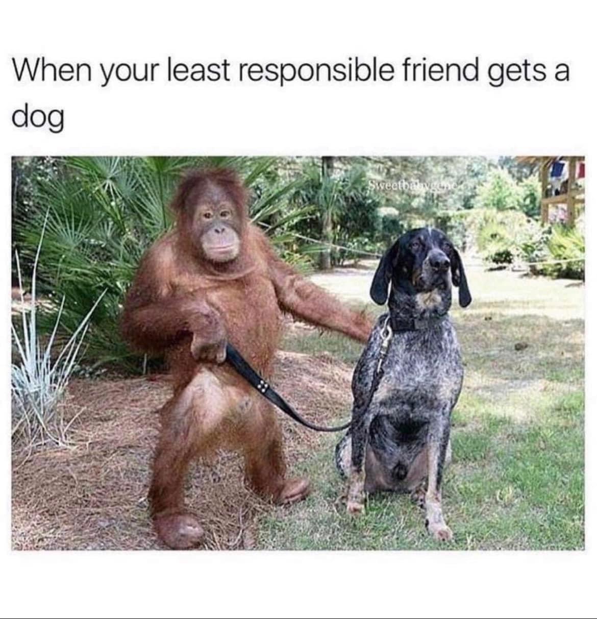 least responsibe friend gets a dog