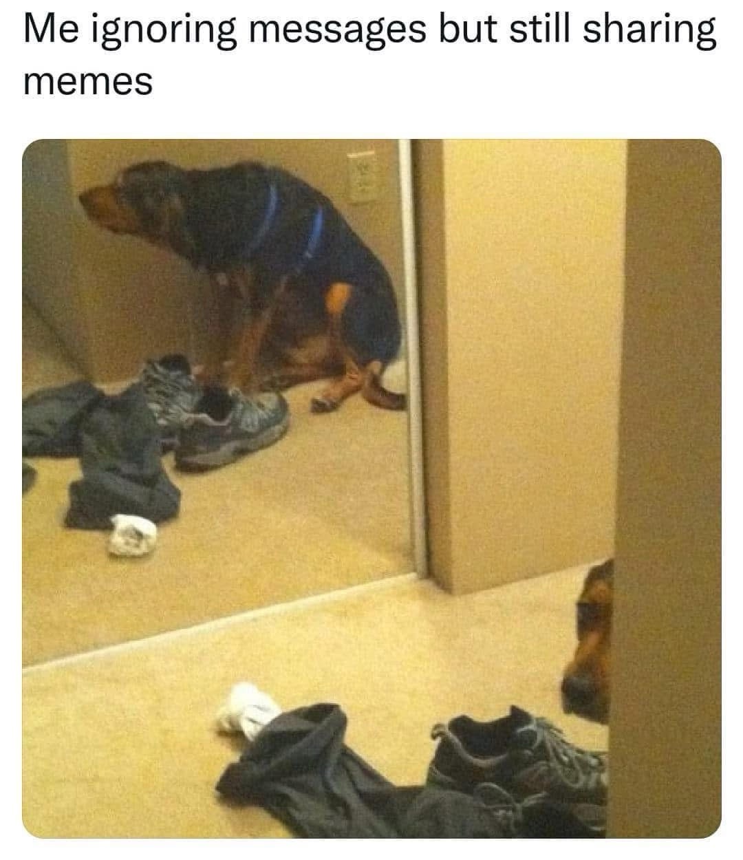 40 Funny "Dog Memes" That Will Surely Make You Smile 40 me ignorning messages